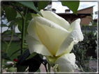 foto Rose